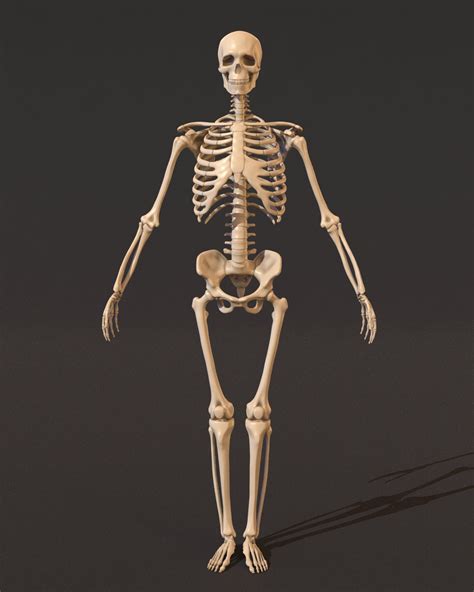 Human Skeleton V2. . 3d skeleton model moveable